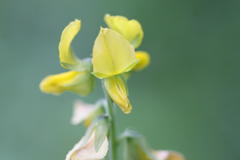 Crotalaria hirta